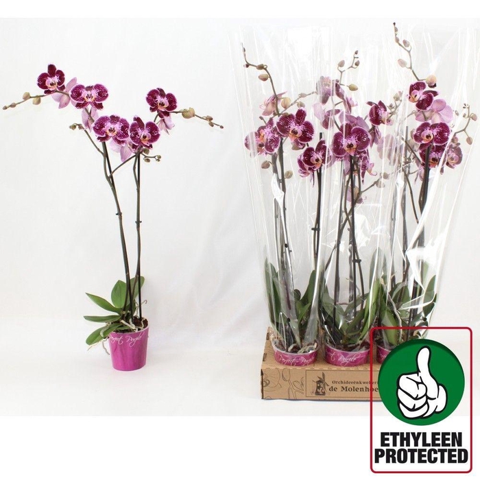 <h4>PHAL AN REIMS</h4>