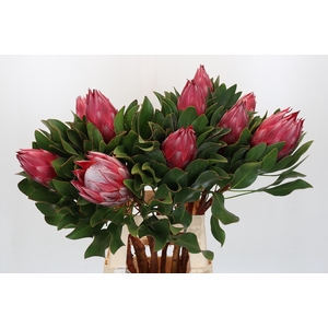 Protea Cynaroides Madiba