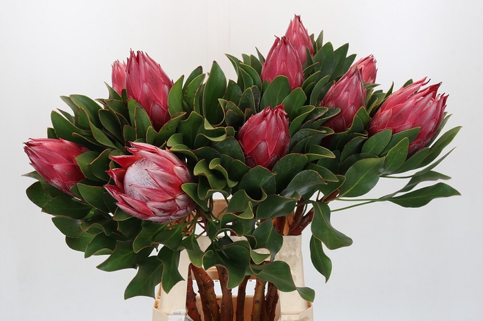 <h4>Protea Cynaroides Madiba</h4>