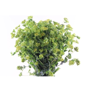 Bupleurum Griffithii Import