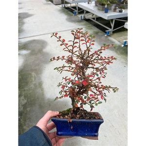 cotoneaster