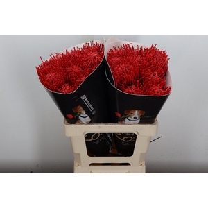 Nutan Wx Rood + Glitter