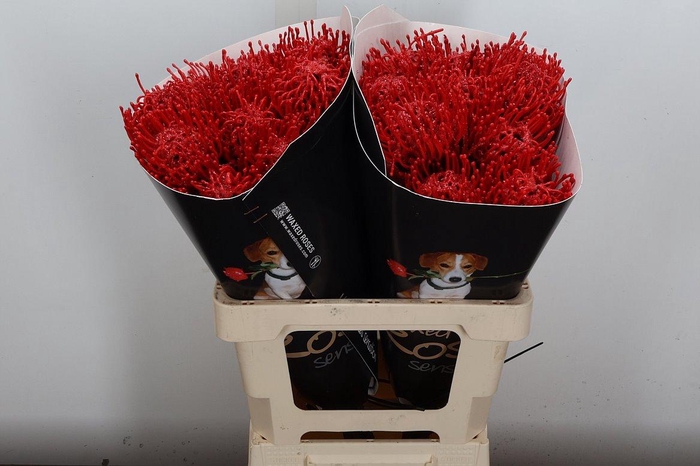 <h4>Nutan Wx Rood + Glitter</h4>