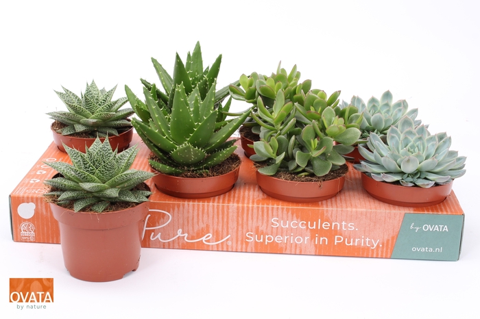 <h4>SUCC GEM 4 SRT</h4>