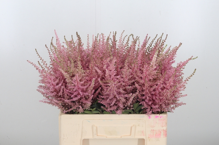 <h4>Astilbe Erika Roze</h4>