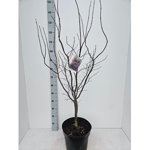 Acer palmatum Bloodgood