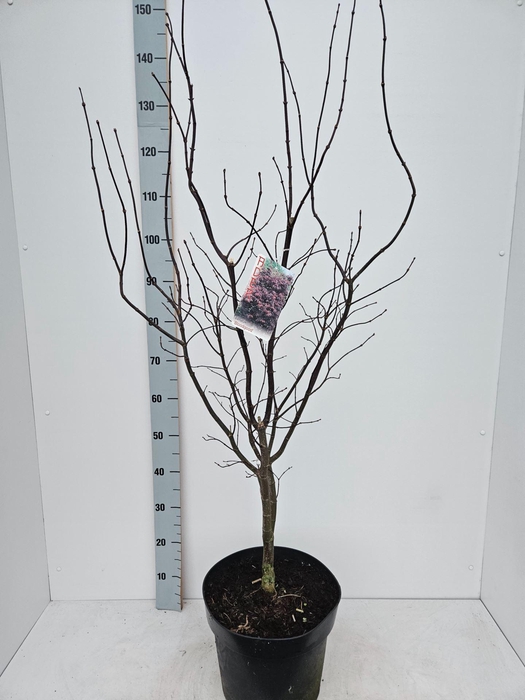 Acer palmatum Bloodgood