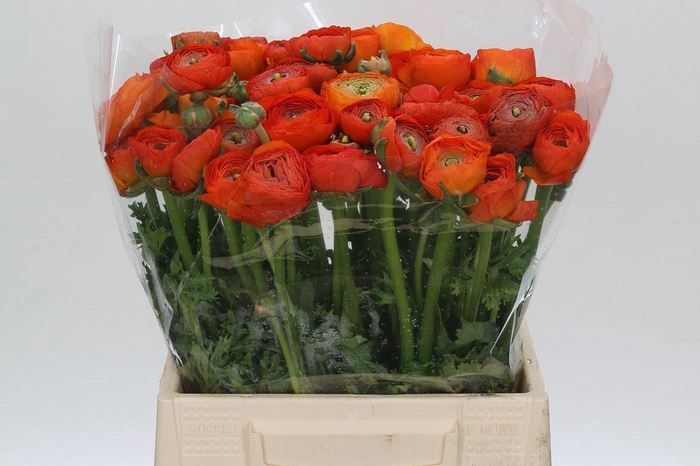 <h4>RANUNCULUS OV</h4>