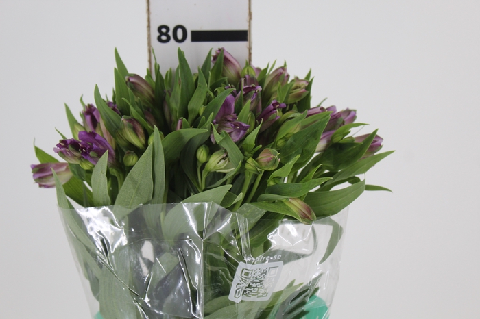 <h4>ALSTROEMERIA AMETHYST 080 CM</h4>
