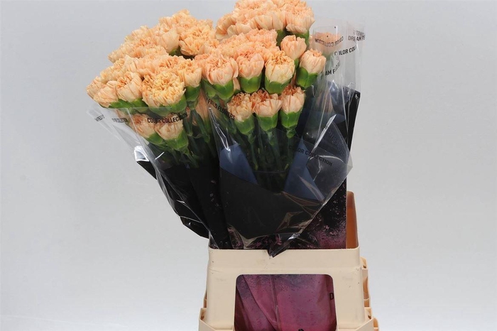 <h4>Anjer Lang Crimea</h4>