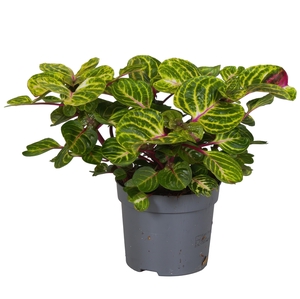 Iresine Herbstii Rich Funny Gold