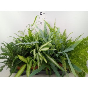 Ferns   ...mix