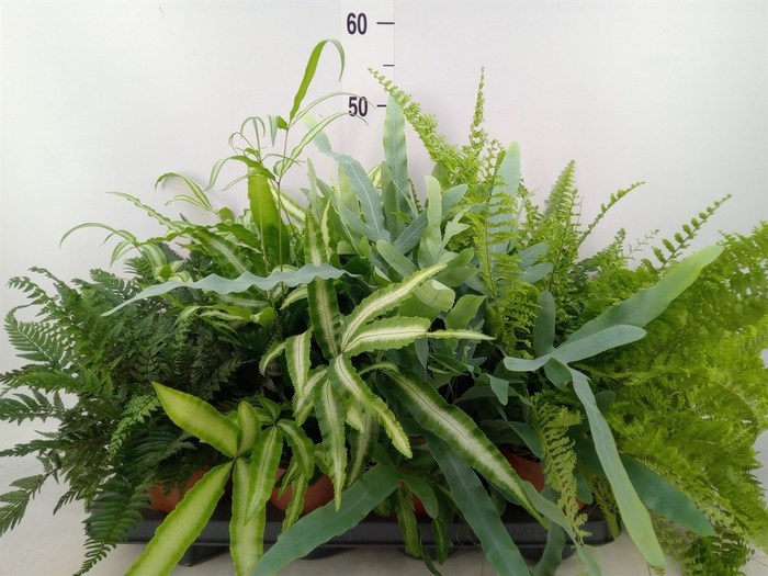 <h4>Ferns   ...mix</h4>