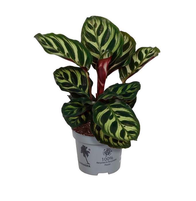 <h4>CALATHEA MAKOYANA p9</h4>