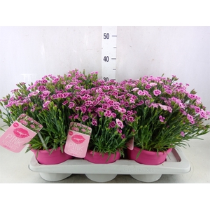 Dianthus  'Pink Kisses'