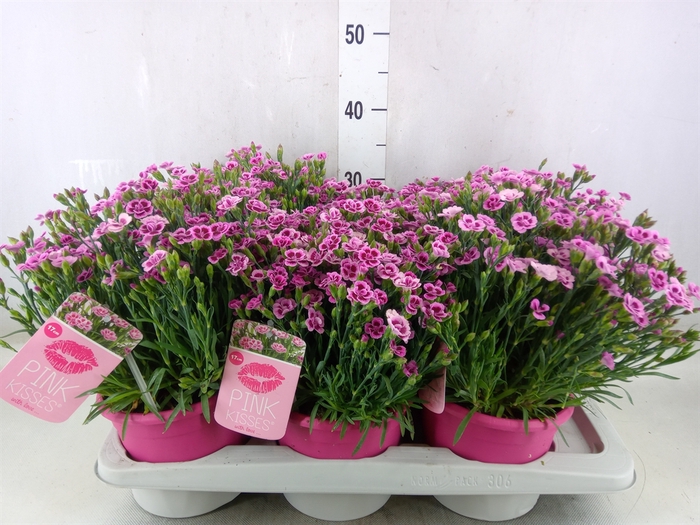 <h4>Dianthus  'Pink Kisses'</h4>