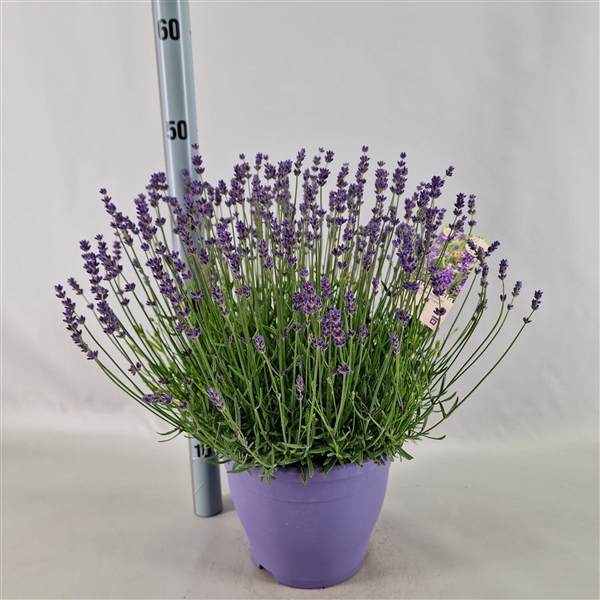 <h4>Lavandula angustifolia 'Essence Purple'</h4>