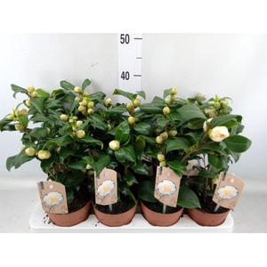 Camellia japonica 'Brushfield Yell'