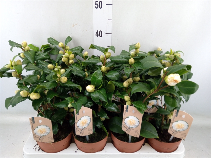 <h4>Camellia japonica 'Brushfield Yell'</h4>