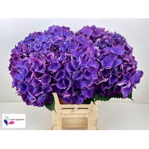 Hydrangea royal opera