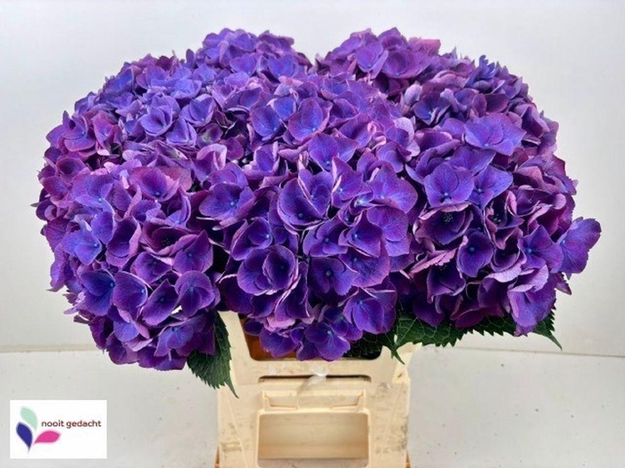 <h4>Hydrangea royal opera</h4>