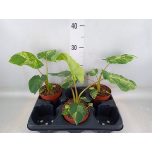 Homalomena wal. 'Camouflage'