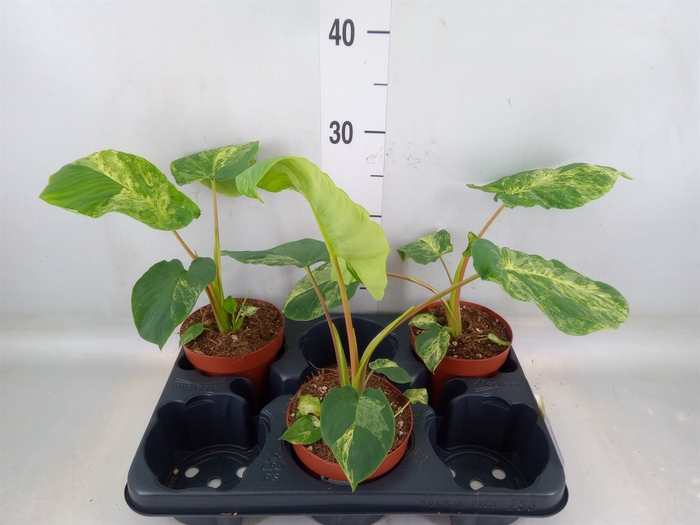 <h4>Homalomena wal. 'Camouflage'</h4>