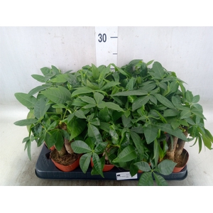 Pachira aquatica