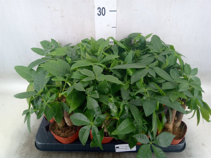 <h4>Pachira aquatica</h4>