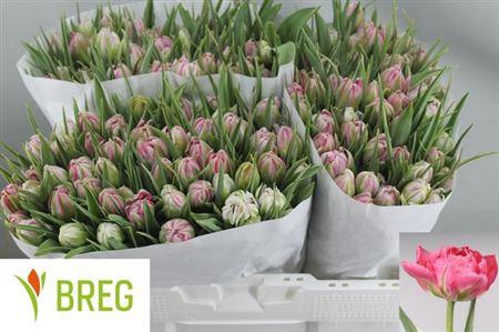 <h4>Tu Du Flash Point</h4>