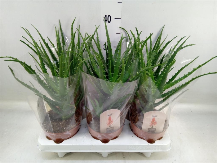 <h4>Aloe arborescens</h4>