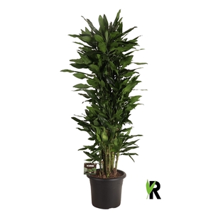 Dracaena fragrans Steudneri vertakt