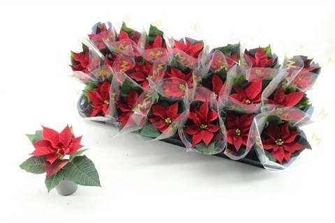 <h4>EUPHOR P MIRAGE RED</h4>