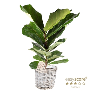 FICUS LYRATA P20 BUSH