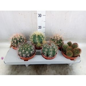 Cactus   ...mix