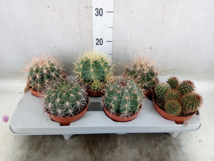 <h4>Cactus   ...mix</h4>