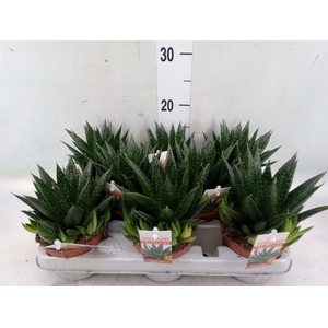 Gasteria