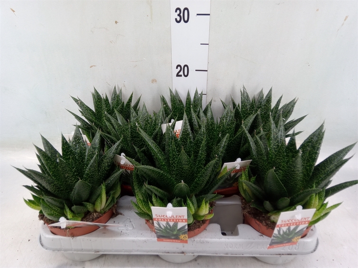 <h4>Gasteria</h4>