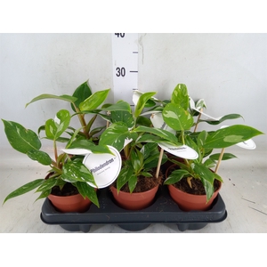 Philodendron   ...