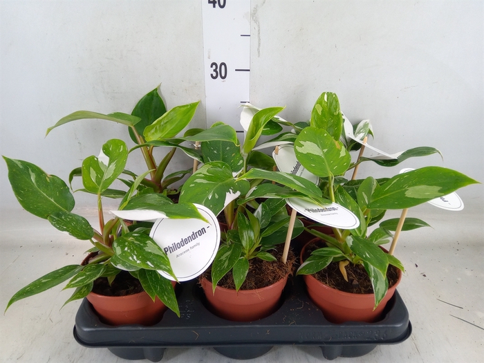 <h4>Philodendron   ...</h4>
