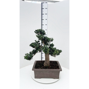 Podocarpus macrophyllus, pot 43cm. shape.