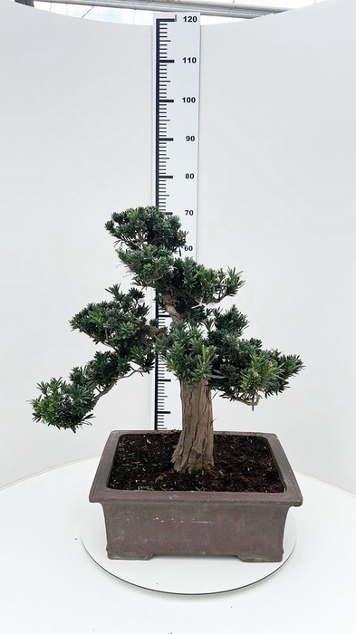 <h4>Podocarpus macrophyllus, pot 43cm. shape.</h4>