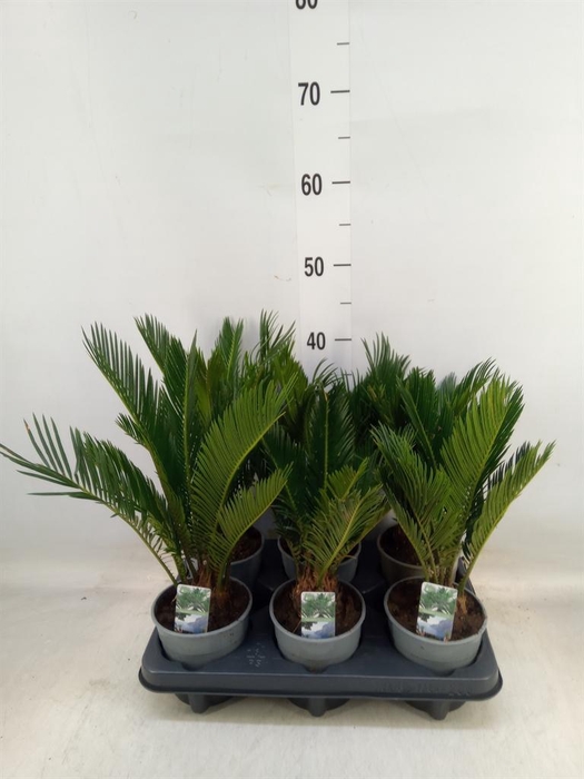 <h4>Cycas revoluta</h4>