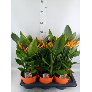 Arr.  Strelitzia L%