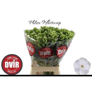 Phlox P Whitecap