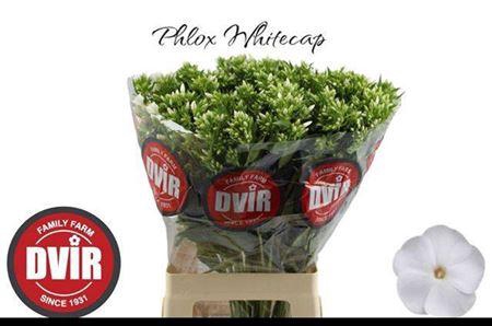 <h4>Phlox P Whitecap</h4>