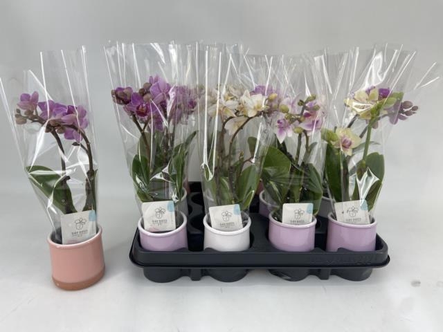 <h4>PHAL MINI</h4>