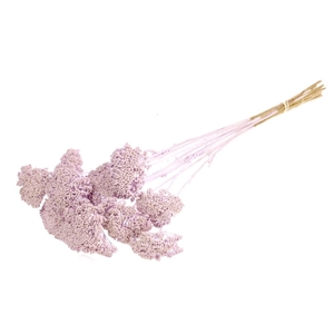 Achillea parker SB lilac misty