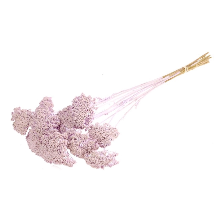 <h4>Achillea parker SB lilac misty</h4>