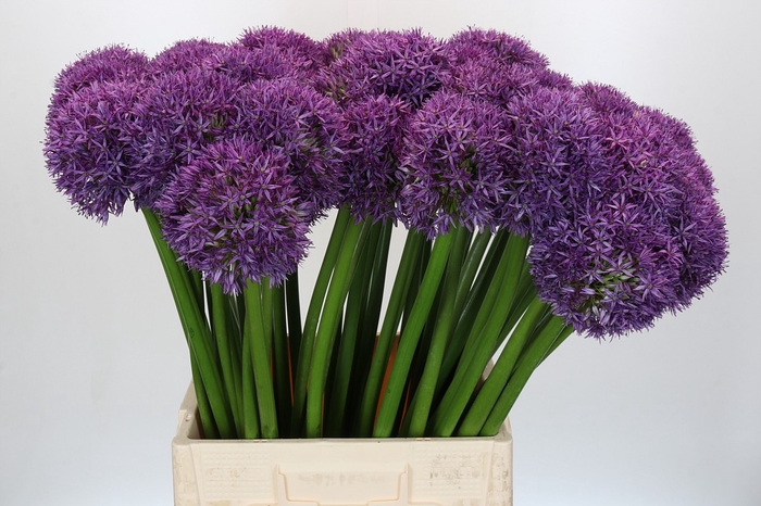 <h4>Allium Globemaster</h4>